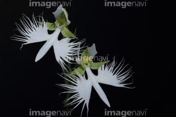 サギソウ の画像素材 花 植物の写真素材ならイメージナビ