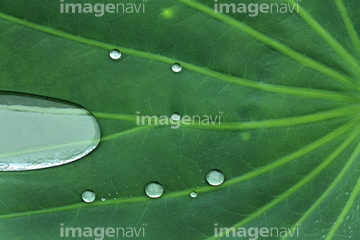 ハスの葉 の画像素材 葉 花 植物の写真素材ならイメージナビ