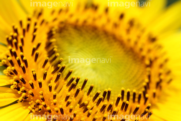 頭状花序 夏 の画像素材 花 植物の写真素材ならイメージナビ