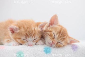 猫 眠る マンチカン ロイヤリティフリー の画像素材 ペット 生き物の写真素材ならイメージナビ
