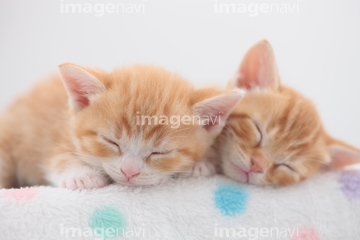 猫 眠る マンチカン ロイヤリティフリー の画像素材 ペット 生き物の写真素材ならイメージナビ