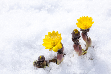 17年賀状特集 年賀状素材福寿草 晴れ 写真 の画像素材 気象 天気 自然 風景の写真素材ならイメージナビ