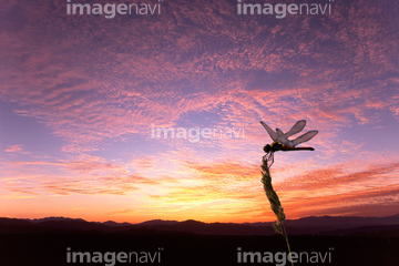 赤トンボ 夕焼け の画像素材 虫 昆虫 生き物の写真素材ならイメージナビ
