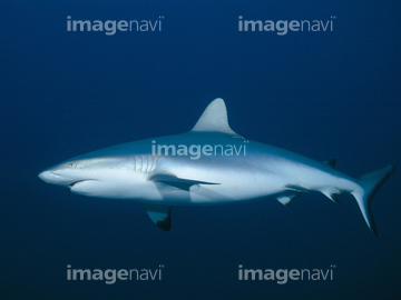 オグロメジロザメ の画像素材 オセアニア 国 地域の写真素材ならイメージナビ