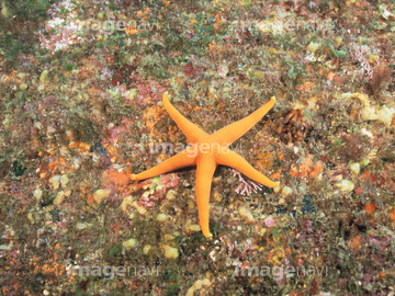 生き物 海の動物 ヒトデ ウニ 海中 オレンジ色 の画像素材 写真素材ならイメージナビ