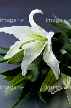 シベリアユリ の画像素材 花 植物の写真素材ならイメージナビ