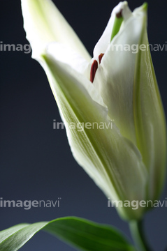 シベリアユリ の画像素材 花 植物の写真素材ならイメージナビ