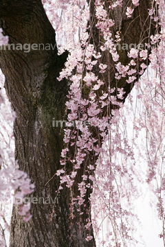 桜 幹 の画像素材 樹木 花 植物の写真素材ならイメージナビ