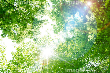 切り抜き素材特集 背景素材 新緑 太陽 空 パステルカラー 木陰 の画像素材 森林 自然 風景の写真素材ならイメージナビ