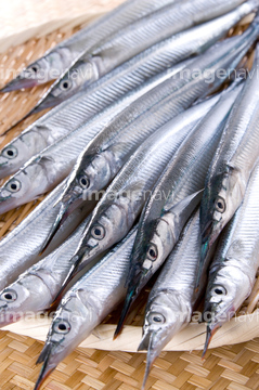 サヨリ の画像素材 魚介 食べ物の写真素材ならイメージナビ