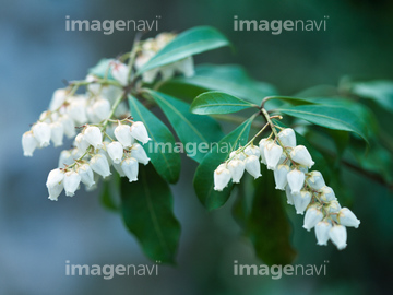 アセビ の画像素材 花 植物の写真素材ならイメージナビ