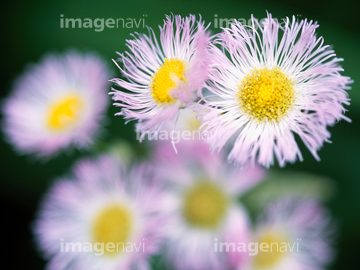 ハルジオン の画像素材 花 植物の写真素材ならイメージナビ