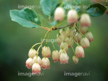 ドウダンツツジ の画像素材 花 植物の写真素材ならイメージナビ