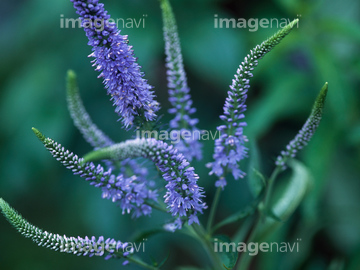 ベロニカ 花 の画像素材 花 植物の写真素材ならイメージナビ