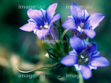 リンドウ リンドウの近縁 の画像素材 花 植物の写真素材ならイメージナビ