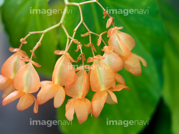 木立ベゴニア】の画像素材  花・植物の写真素材ならイメージナビ