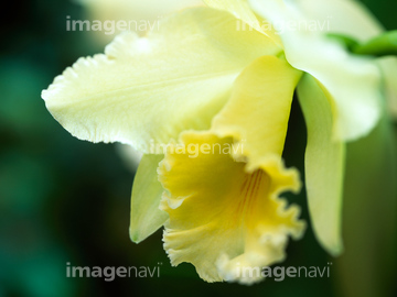 カトレア の画像素材 花 植物の写真素材ならイメージナビ