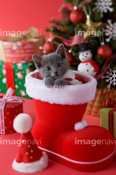 クリスマス特集 動物 キャラクター猫 の画像素材 秋 冬の行事