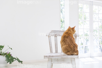 ネコ 1匹 不在 明るい・明暗】の画像素材 ペット・生き物の写真素材