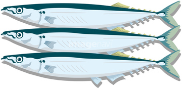 魚 イラスト 青魚 ロイヤリティフリー の画像素材 生き物 イラスト Cgのイラスト素材ならイメージナビ