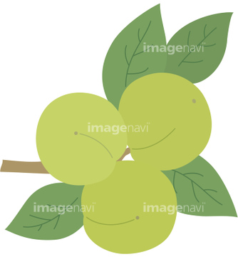 梅の実 イラスト の画像素材 花 植物 イラスト Cgのイラスト素材ならイメージナビ