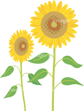 季節のイラスト ひまわり 夏 イラスト の画像素材 花 植物 イラスト Cgのイラスト素材ならイメージナビ