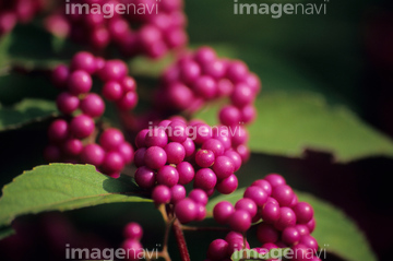 紫式部 秋 の画像素材 葉 花 植物の写真素材ならイメージナビ