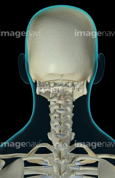 人体 後頭部 骨 図 Medicalrf Com の画像素材 イラスト Cgの写真素材ならイメージナビ