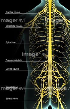 イラスト 上半身 人体図 神経 脊髄神経 の画像素材 イラスト Cgのイラスト素材ならイメージナビ