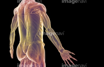 筋肉 人体図 背中 Medicalrf Com の画像素材 イラスト Cgの写真素材ならイメージナビ