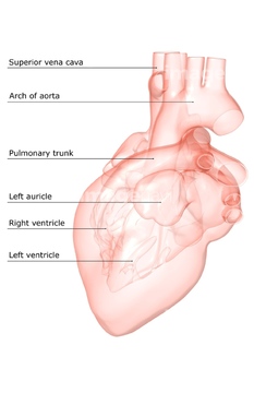 器官 循環器系 イラスト Medicalrf Com Science Photo Library Rf Science Photo Library 3d4medical Com の画像素材 イラスト Cgの写真素材ならイメージナビ