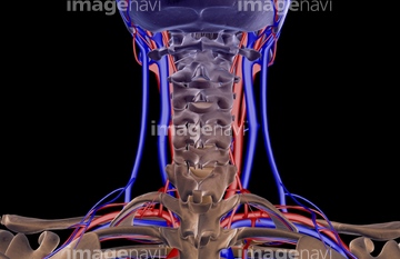 血液 血管 人体図 Medicalrf Com の画像素材 イラスト Cgの写真素材ならイメージナビ