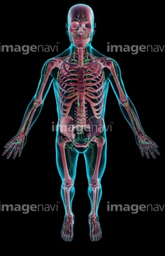 人物のイラスト 人体図 全身 骨 の画像素材 イラスト Cgのイラスト素材ならイメージナビ