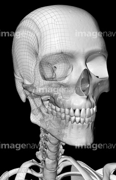 イラスト 上半身 人体解剖学 骨 背骨 の画像素材 イラスト Cgのイラスト素材ならイメージナビ