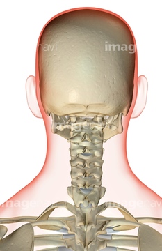 人体 後頭部 骨 図 Medicalrf Com の画像素材 イラスト Cgの写真素材ならイメージナビ