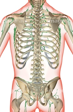 骨格 腰椎 背中 人体図 Medicalrf Com の画像素材 イラスト Cgの写真素材ならイメージナビ