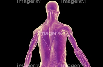 筋肉 人体図 背中 Medicalrf Com の画像素材 イラスト Cgの写真素材ならイメージナビ