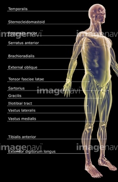 解説 全身 の画像素材 イラスト Cgの写真素材ならイメージナビ