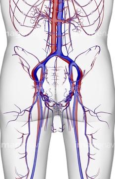 血液 血管 人体図 Medicalrf Com の画像素材 イラスト Cgの写真素材ならイメージナビ