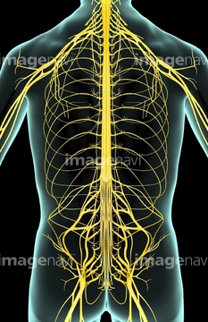 イラスト 上半身 人体図 神経 脊髄神経 の画像素材 イラスト Cgのイラスト素材ならイメージナビ