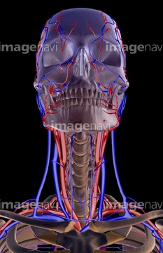 血液 血管 人体図 Medicalrf Com の画像素材 イラスト Cgの写真素材ならイメージナビ