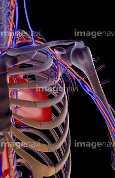 血液 血管 人体図 Medicalrf Com の画像素材 イラスト Cgの写真素材ならイメージナビ