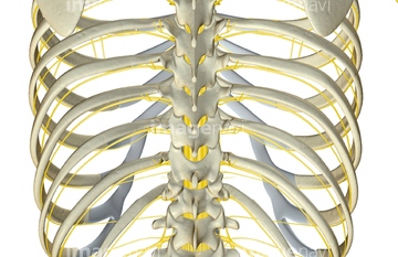 人体 肋骨 Medicalrf Com の画像素材 イラスト Cgの写真素材ならイメージナビ