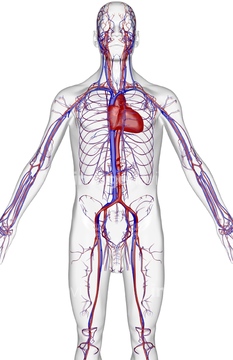 イラスト 上半身 人体解剖学 人体図 動脈 の画像素材 イラスト Cgのイラスト素材ならイメージナビ