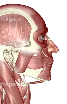顔 人体解剖学 横顔 の画像素材 イラスト Cgの写真素材ならイメージナビ