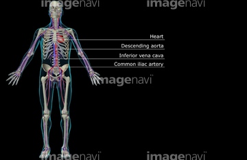 血液 動脈 人体図 全身 英語 言語 Medicalrf Com の画像素材 イラスト Cgの写真素材ならイメージナビ