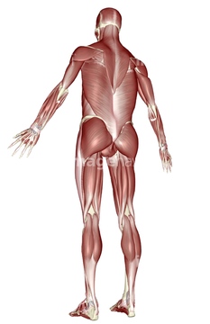 筋肉 全身 下半身 図 Medicalrf Com の画像素材 イラスト Cgの写真素材ならイメージナビ