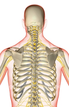 人体 透明 人体図 肋骨 Medicalrf Com の画像素材 イラスト Cgの写真素材ならイメージナビ