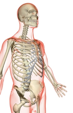 人体 透明 人体図 肋骨 Medicalrf Com の画像素材 イラスト Cgの写真素材ならイメージナビ