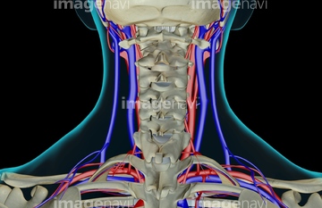 血液 血管 人体図 Medicalrf Com の画像素材 イラスト Cgの写真素材ならイメージナビ